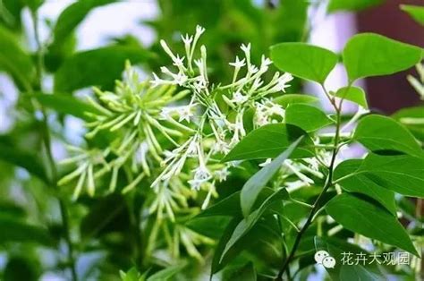 夜來香植物|夜來香(夜香花):形態特徵,產地生境,生長習性,繁殖方式,栽培技術,。